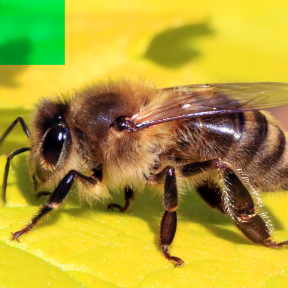 Honey Bee Pest Control Services